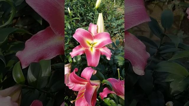 Лилия Purple Lady, О/Т гибриды. смотреть онлайн