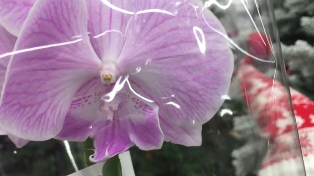 Новогодний завоз орхидей по 398 руб в Леруа Мерлен 30 декабря 2020г. Абба и другие биг липы, Пиниф смотреть онлайн