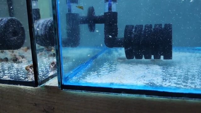 Какой малёк есть на разводне, и порадовали крапчатые. смотреть онлайн