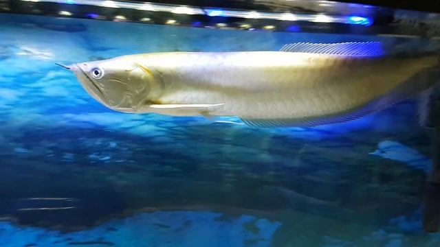 РЫБА СКАТ В АКВАРИУМЕ=ПОДАЕТ ЗНАКИ ДРУЖБЫ ZOOSHOP FISH SAY HELLO смотреть онлайн