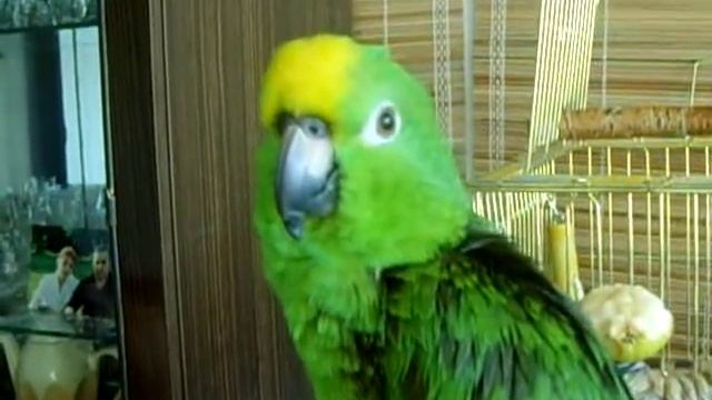 суринамский амазон(желтолобый) смотреть онлайн