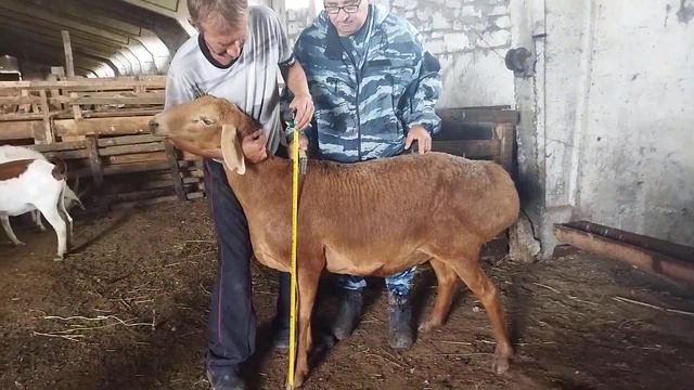 Гиссарская матка грубого типа замеры роста, на продажу дочь Лимузина ( 21.07.2022 г.) +79054444790 смотреть онлайн