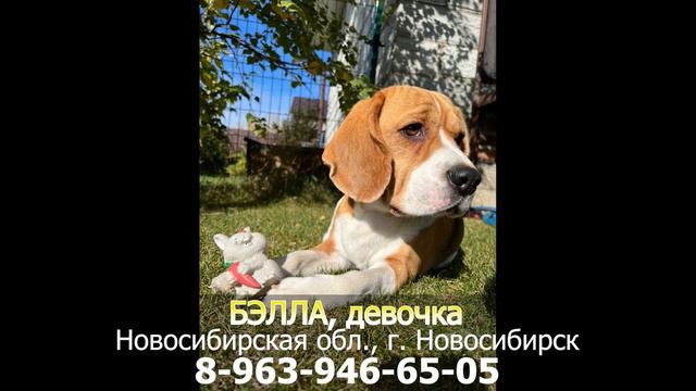 ДОМА! БЭЛЛА, девочка, Новосибирская обл., г. Новосибирск смотреть онлайн