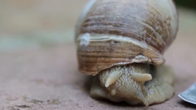 Все об улитках: пара слов о раковинах, есть ли у улиток зубы, зачем нужна слизь и многое другое смотреть онлайн