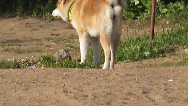 ХАТИКО (ЯПОНСКАЯ ЛАЙКА) ГУЛЯЕТ ПО БЕРЕГУ РЕКИ смотреть онлайн