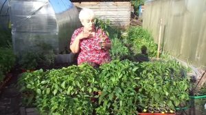 НУЖНО ЛИ УДАЛЯТЬ ЦВЕТЫ И ЗАВЯЗЬ У РАССАДЫ ПЕРЦА? Ольга Чернова.