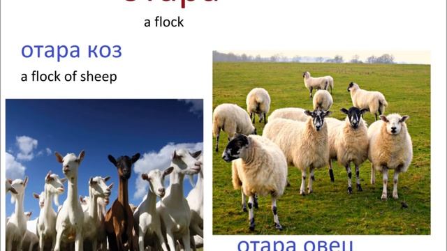 № 244 НАЗВАНИЯ ГРУПП ЖИВОТНЫХ смотреть онлайн