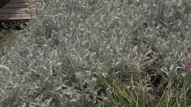 18 Great Ground Cover Plants - Choose the Best for your garden смотреть онлайн