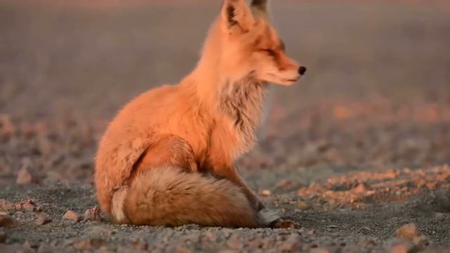 The severe nature of Siberia / Суровая природа России смотреть онлайн