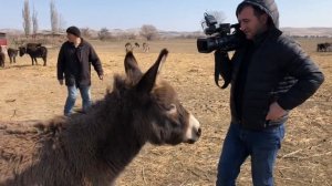 Ослиная ферма. Ослиное молоко