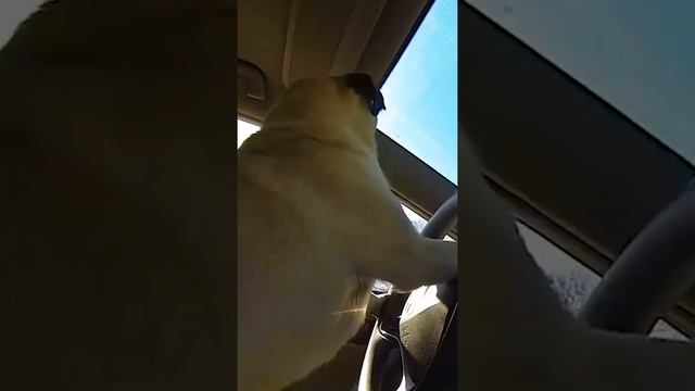 Pug Goes Black Friday Shopping смотреть онлайн