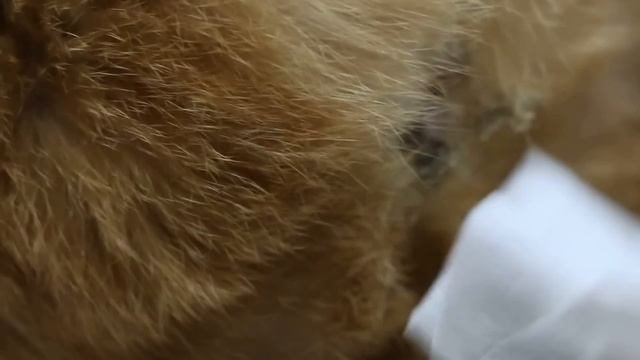 A cat has severe anal sac impaction and generalised ringworm. смотреть онлайн