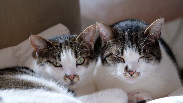 Adorable Cats and Cello Music That Will Put You to Sleep смотреть онлайн