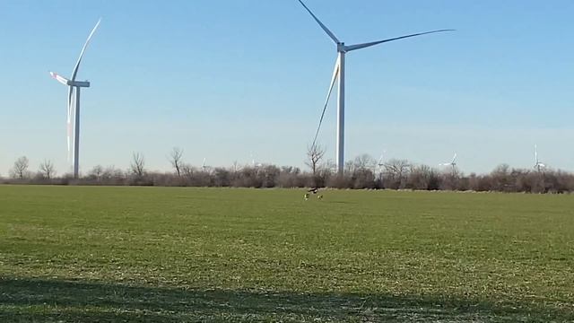 Комплектная охота с Русскими Пегими гончими и Хортыми борзыми смотреть онлайн