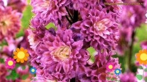 Дельфиниум высокий Фламенко. Краткий обзор, описание характеристик delphinium elatum Flamenco