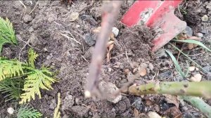 САДОВЫЕ ЭКСПЕРИМЕНТЫ: черенкуем лиственницу, розы, кипарисовик Ивонне