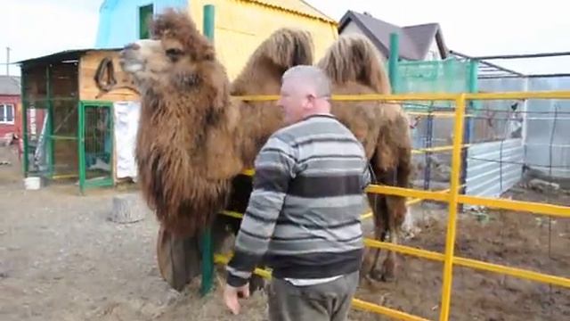 Эксклюзив КП. Как приручить верблюда! смотреть онлайн