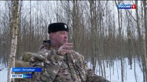 ВОЛЭНД - официально зарегистрирована новая порода в мире. Гибрид волка и Западносибирской лайки.