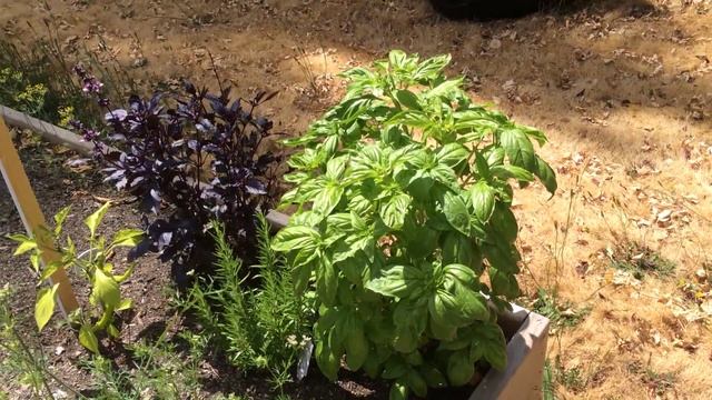 Как разросся куст базилика / Разновидности базилика / Basil смотреть онлайн