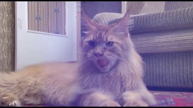 «Мейн-кун» – Гулливер среди кошек смотреть онлайн