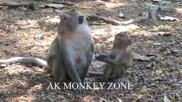 MONKEYS FAMILY ACTIVITY /AKMONKEYZONE/ смотреть онлайн