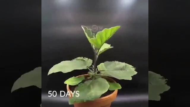 Выращивание баклажана в горшке в домашних условиях смотреть онлайн