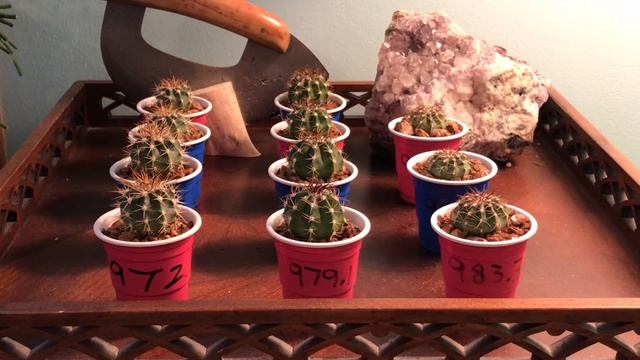 3 different kinds of Melocactus seedlings! смотреть онлайн