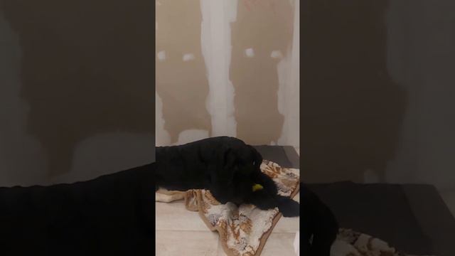 Арчику сегодня год