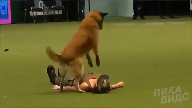 Отличная дрессура... смотреть онлайн