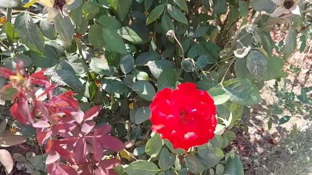 Небольшая прогулка.Рамат а Голан. смотреть онлайн