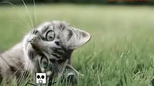 GIF Alien Dance Head Square Senpai Gif Alien Dançante смотреть онлайн
