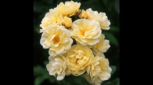 Мускусные гибридные  розы- прекрасная путаница во всем))