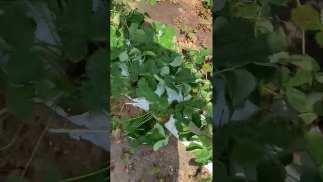 Созревание сортов клубники Элиане, Вайбрандт, Флер, Кимберли смотреть онлайн