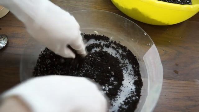 КРОТОН:укоренила и сажаю черенок (Кодиеум) смотреть онлайн