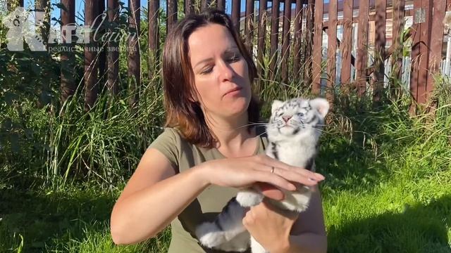 Тигрёнок игрушка смотреть онлайн