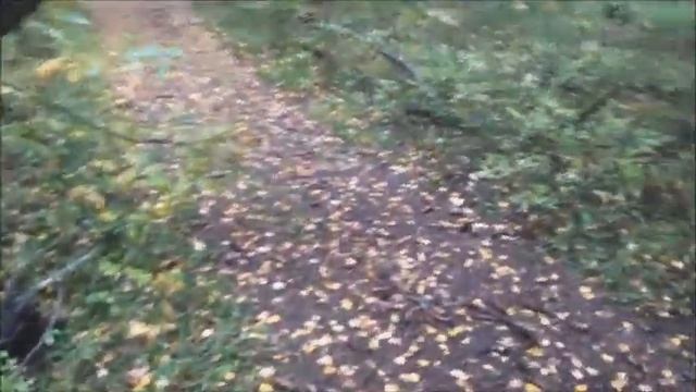 ГРИБЫ ПОШЛИ. ВОТ ЧТО МЫ НАШЛИ В ЛЕСУ . смотреть онлайн