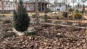 РОЗЫ ГИБНУТ! Обработка роз весной. Ложная мучнистая роса ПЕРОНОСПОРОЗ