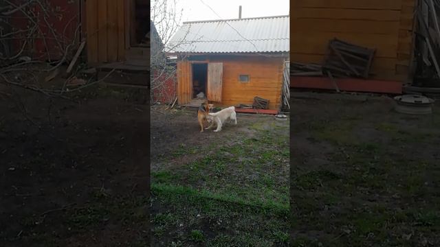 Золотистый ретривер и русская гончая смотреть онлайн