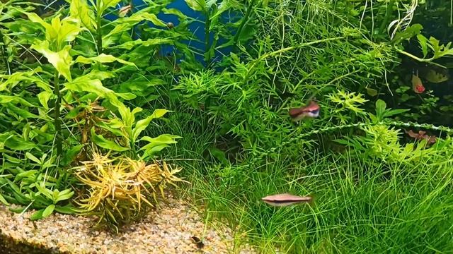 Nannostomus beckfordi red 06.05.2021 смотреть онлайн