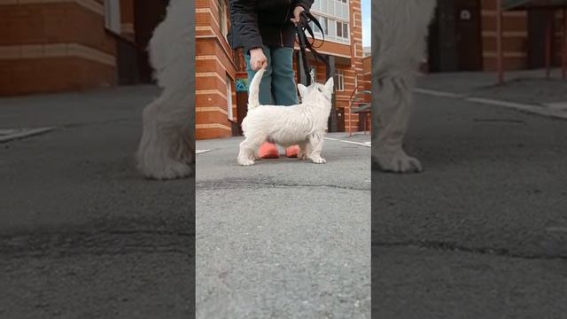 Гектор 01.12.2022. Вестхайленд Уайт терьер смотреть онлайн