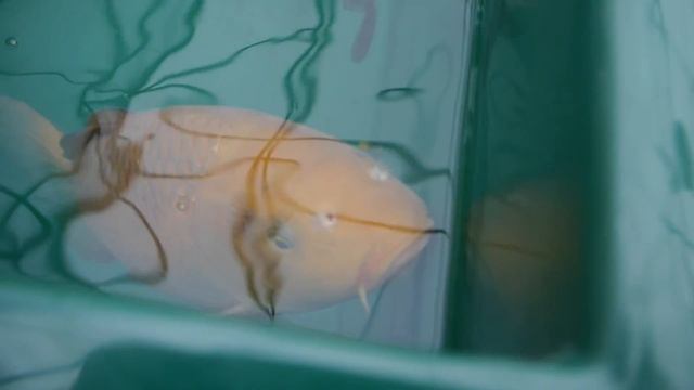 Panasonic Lumix G3 - Fish смотреть онлайн