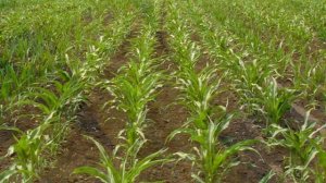 Выращивание Кукурузы как бизнес идея