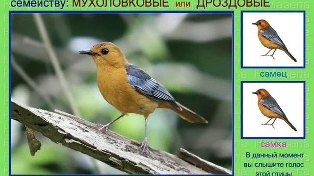 Горихвостка чекановая. 2 часть. Голоса птиц смотреть онлайн