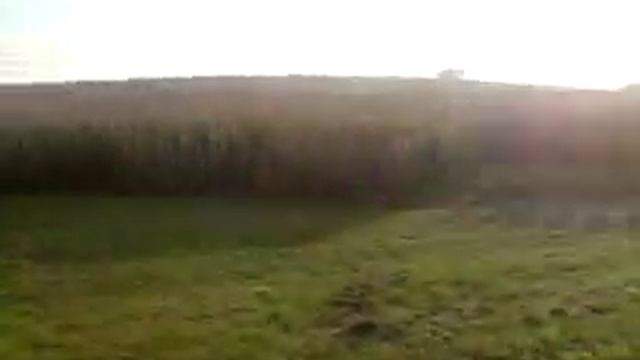 Gerli das mais - schwein 2 смотреть онлайн