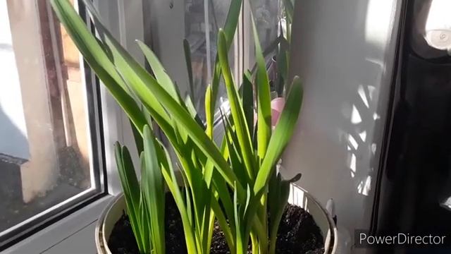 Нарциссы и тюльпаны на выгонку. Три эпизода роста луковиц. Взлеты и разочарования. смотреть онлайн