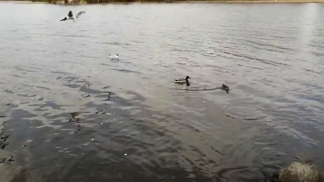 Битва чаек и уток, озеро Плещеево, городской округ Переславль-Залесский, Ярославская область смотреть онлайн