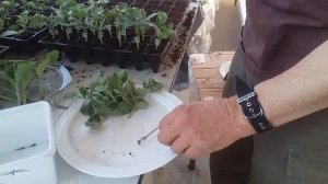 Прививаем бессемянные арбузы на подвой Кобальт F1.