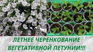 Как сохранить Петунию на следующий сезон? Готовлю маточники для зимнего сохранения с лета!