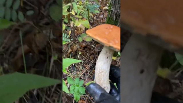 Подосиновик