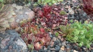 Самый красивый неприхотливый многолетник - молодило